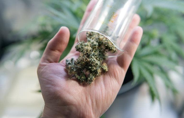 Thumbnail: „Goldgräberstimmung“: Club-Rechnung zeigt, wie günstig Cannabis sein könnte